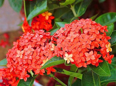 仙丹花風水|仙丹花怎麼養,除了適宜環境，光照澆水不能忽略